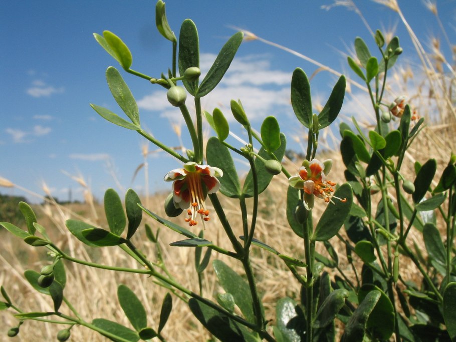 Zygophyllum fabago