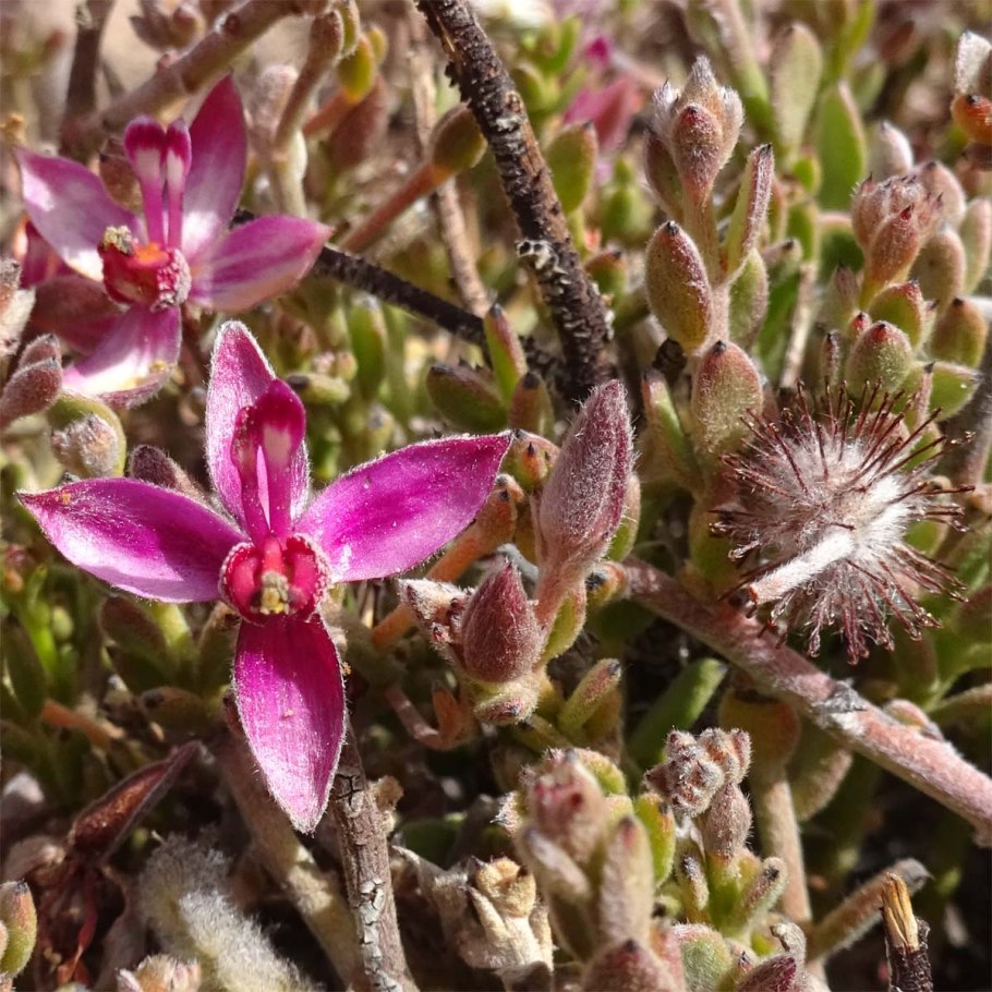 Zygophyllum xanthoxylon