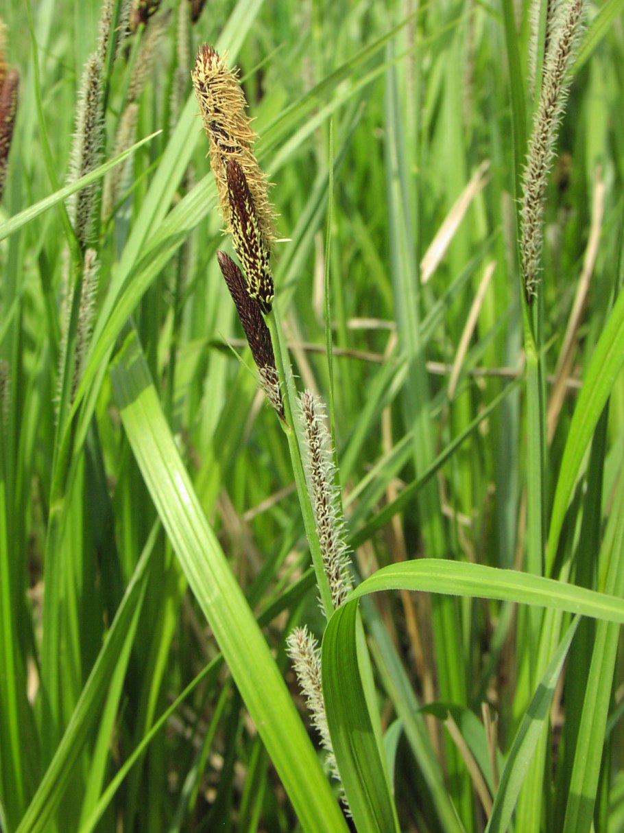 Осока заостренная (Carex acutiformis Ehrh.