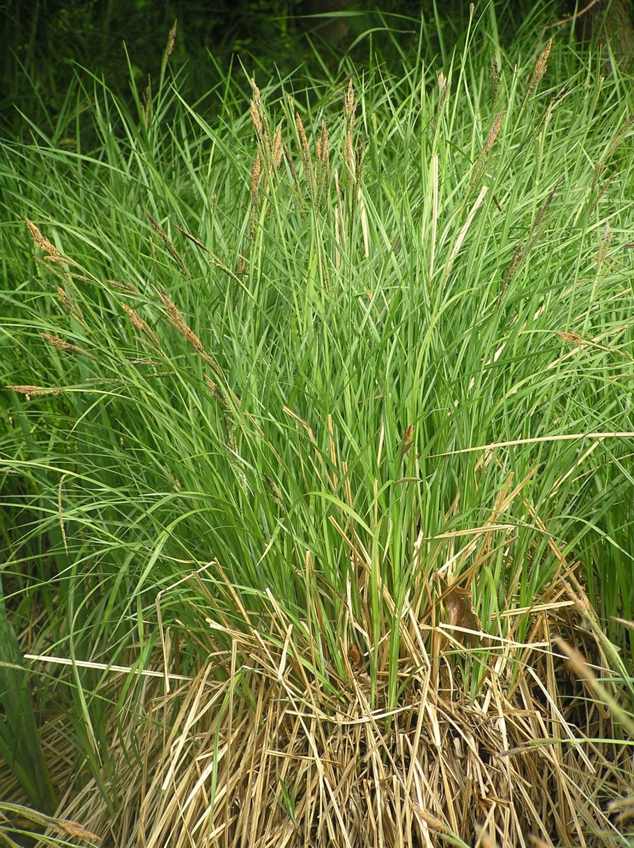 Осока Carex Aurea