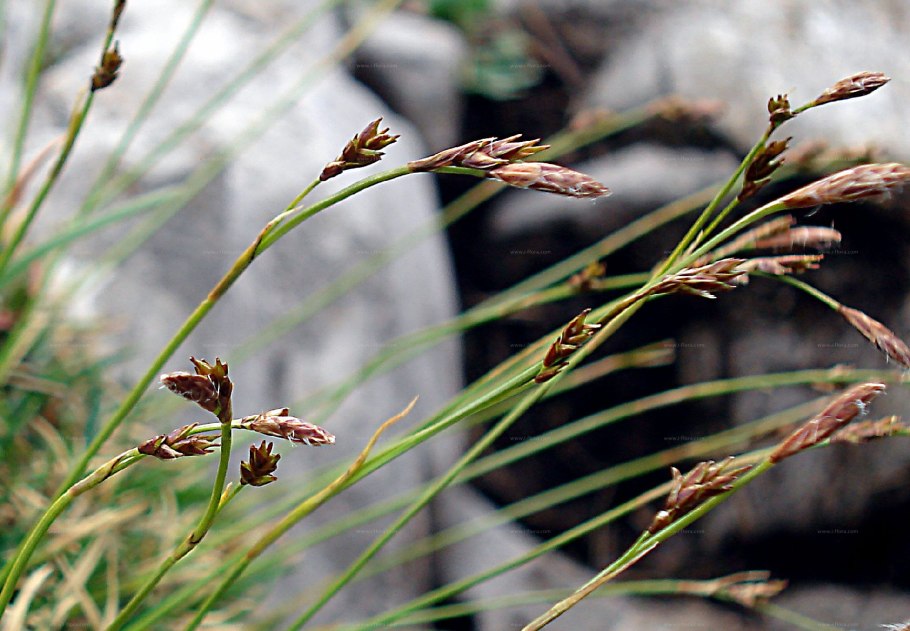 Осока Горная