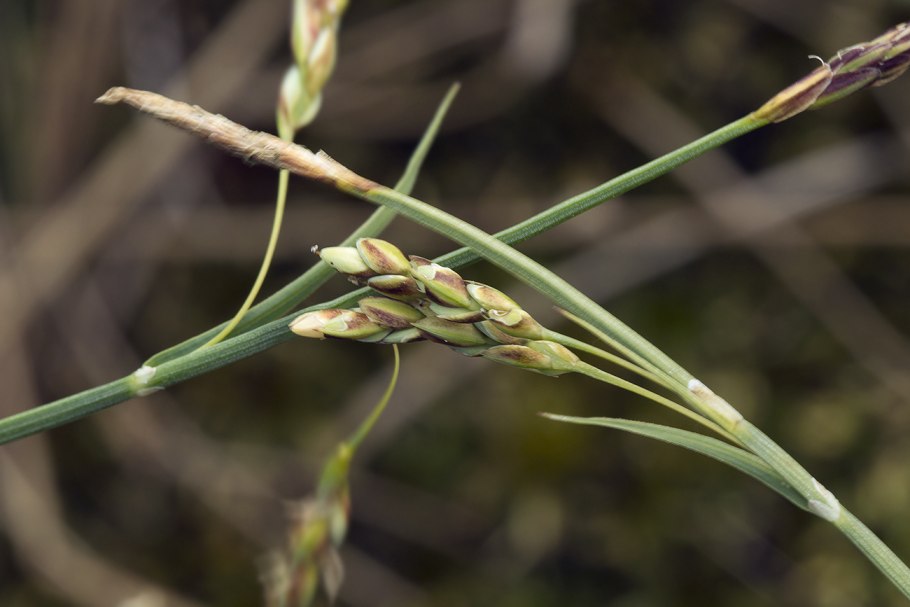 Осока островидная Плантариум
