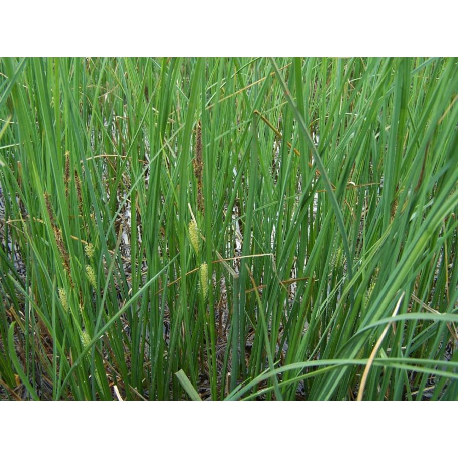 Осока твердоватая