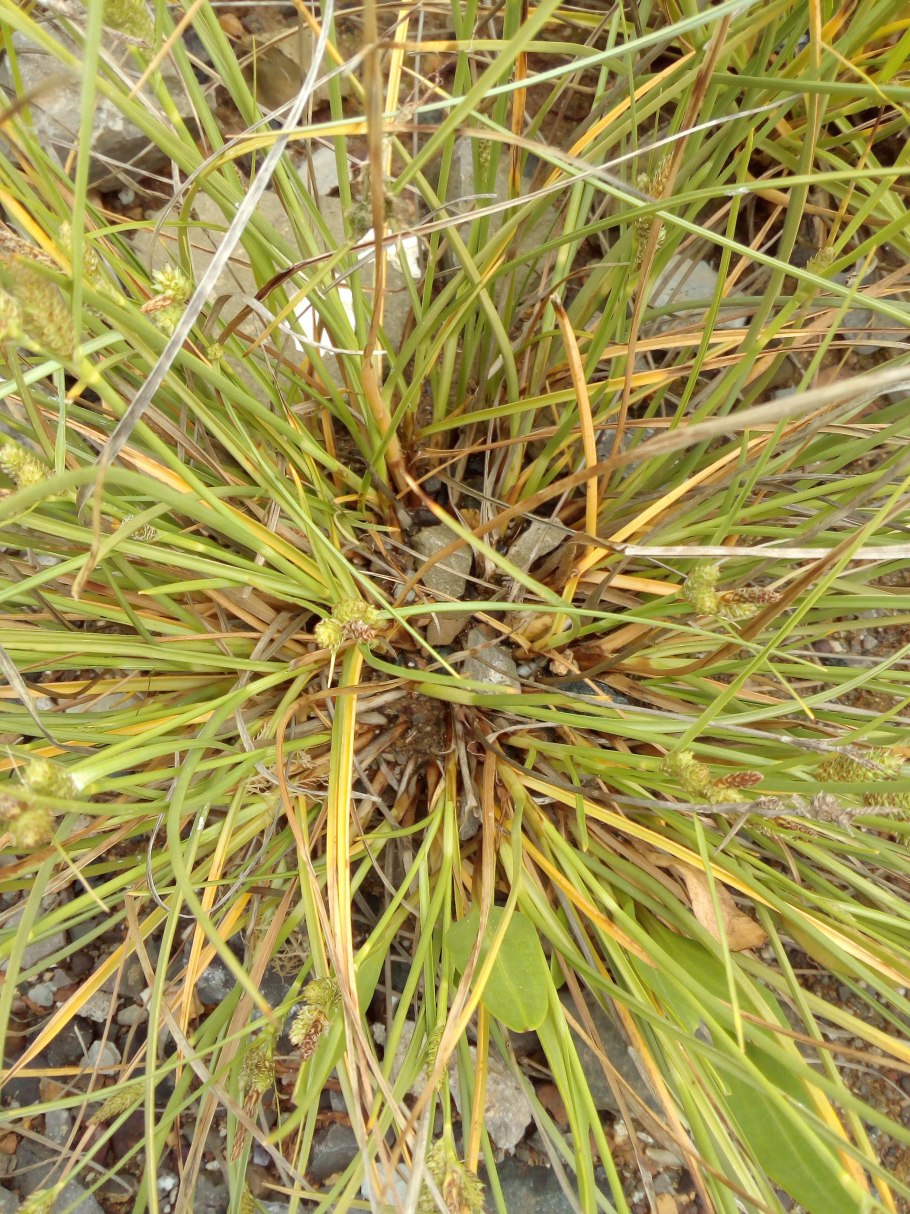 Осока розовая Carex rosea