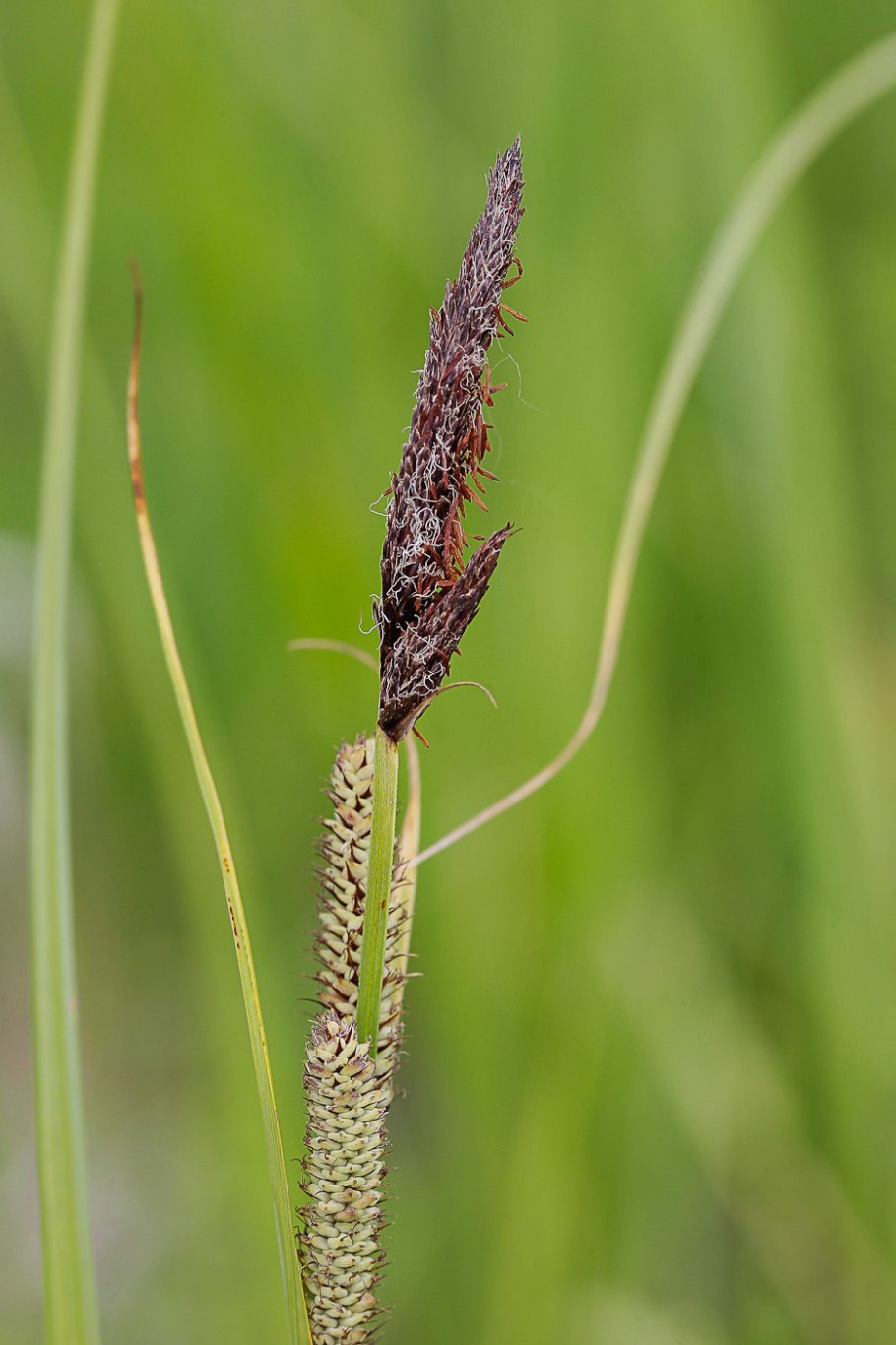 Осока Весенняя (Carex caryophyllea )