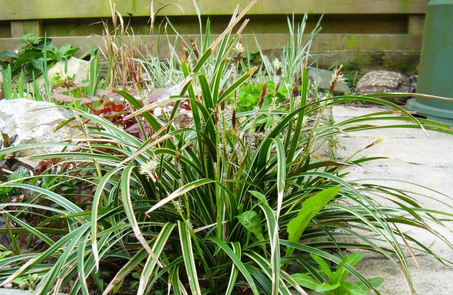 Осока плетевидная