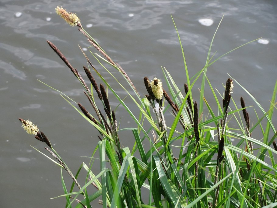 Осока пальмолистная Вариегата