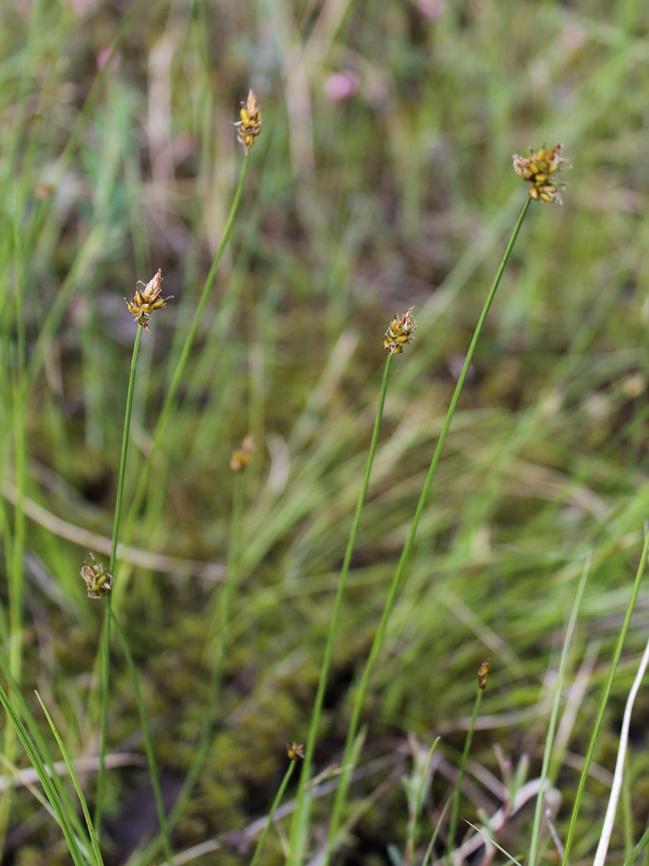 Carex canescens