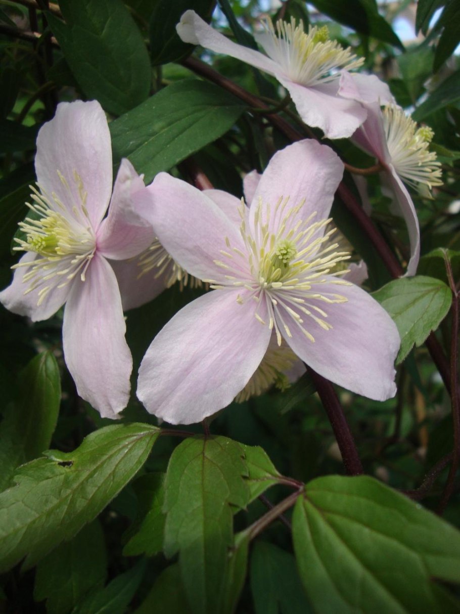 Клематис fragrant Spring