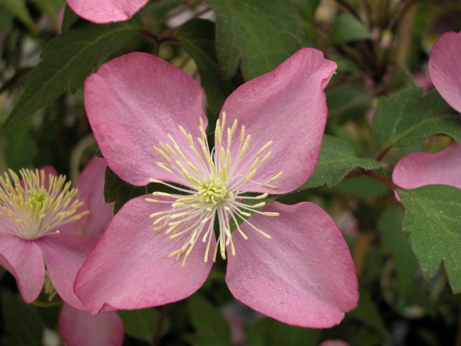 Клематис горный Монтана