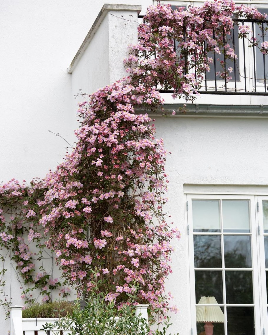 Клематис Монтана