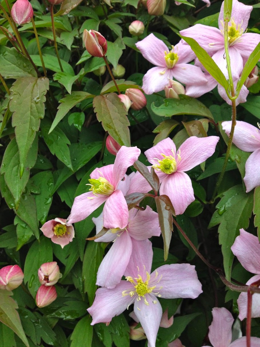 Ломонос ложножгучий