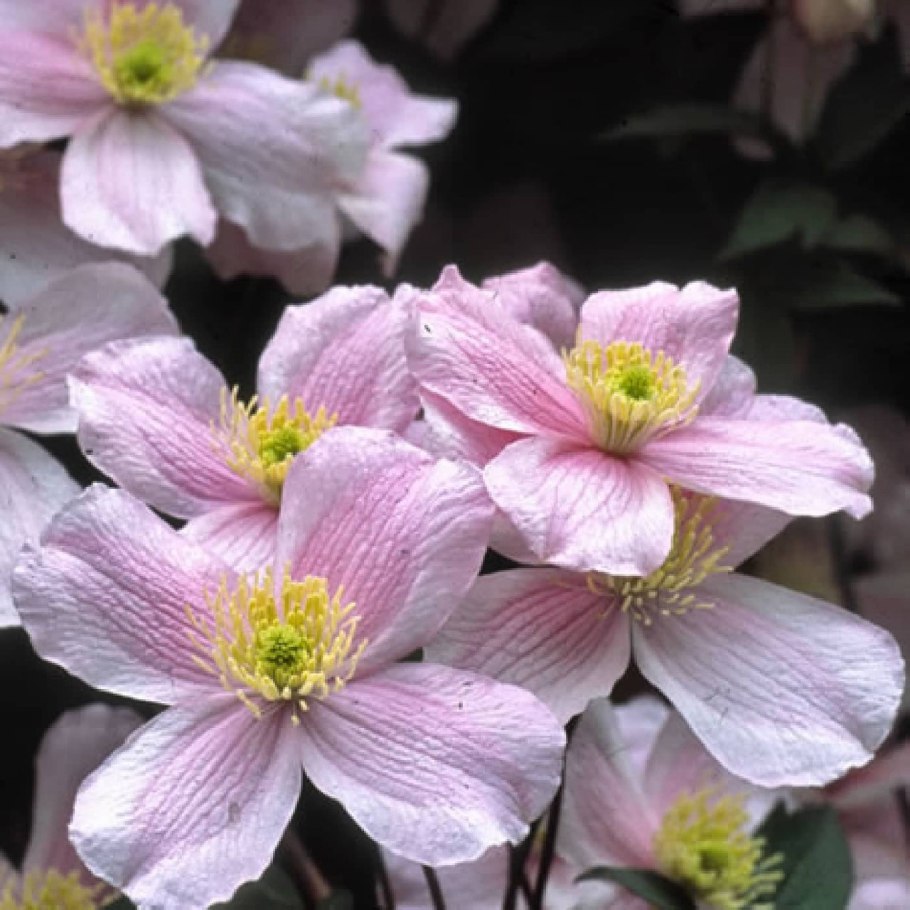 Клематис Montana Rubens