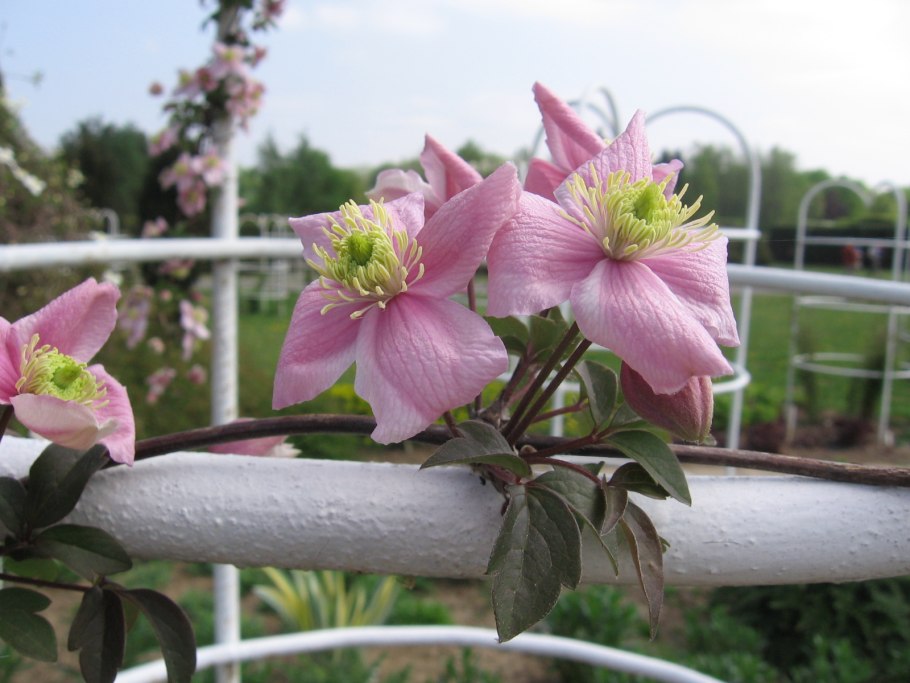 Клематис Марджори