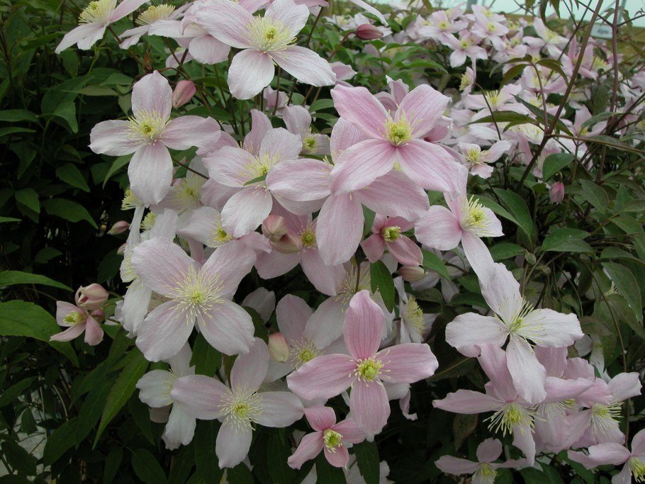 Клематис горный Альба