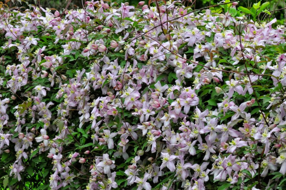 Клематис горный грандифлора