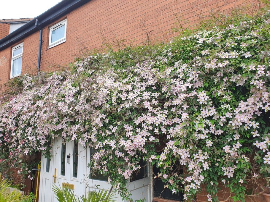 Клематис горный спринг Джой