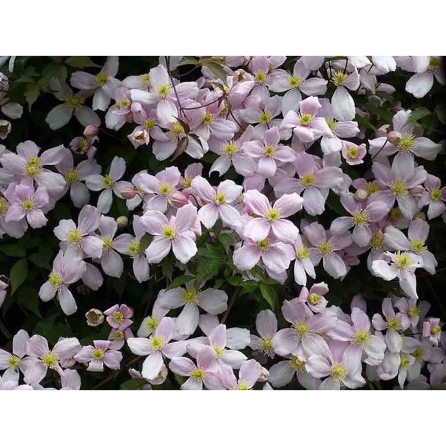 Клематис горный