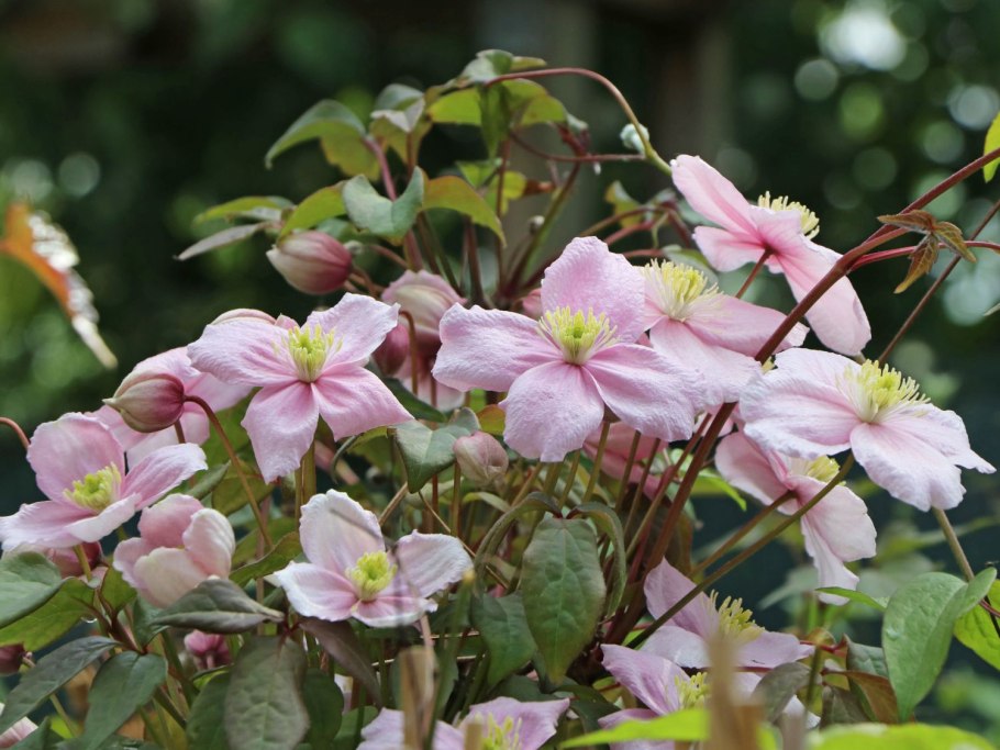 Клематис Монтана грандифлора