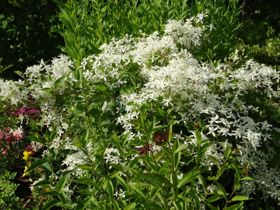 Клематис Монтана