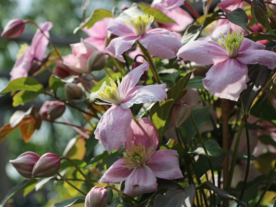 Клематис Монтана