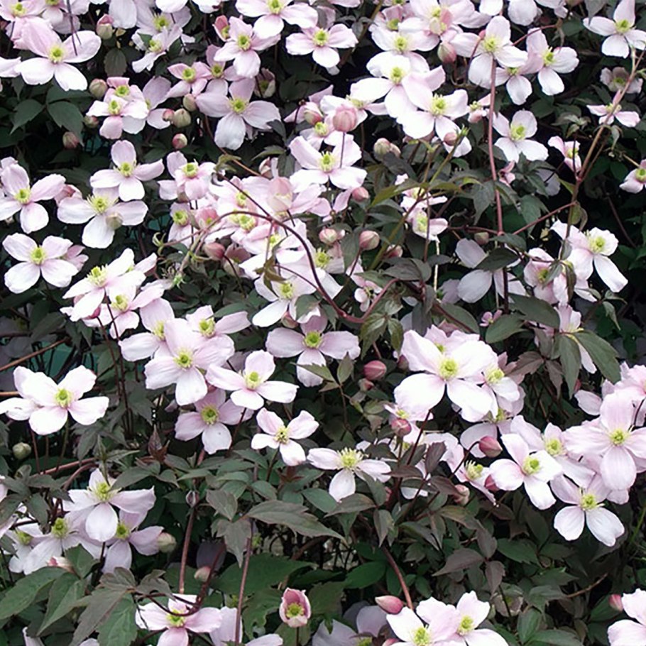 Клематис Рубенс горный