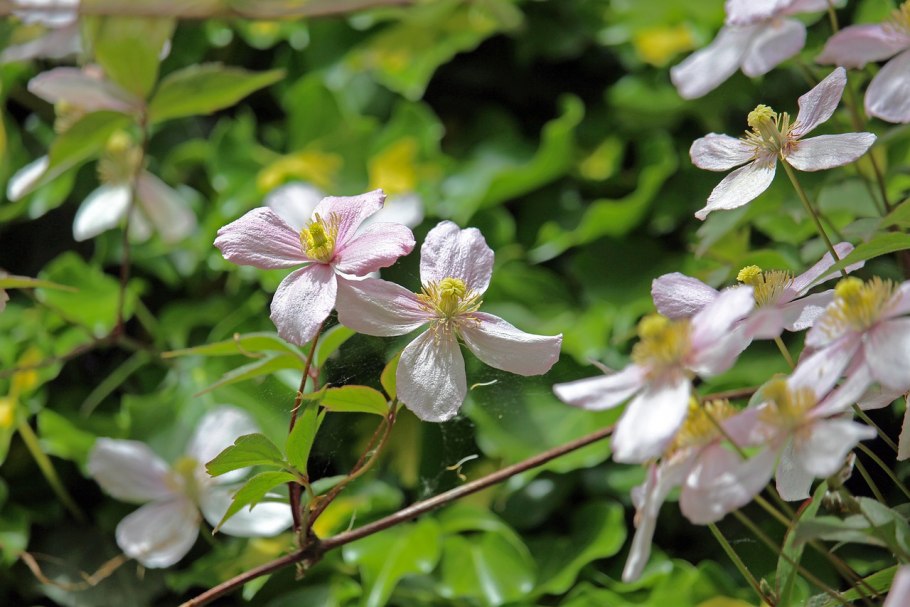 Клематис Жакмани Альба