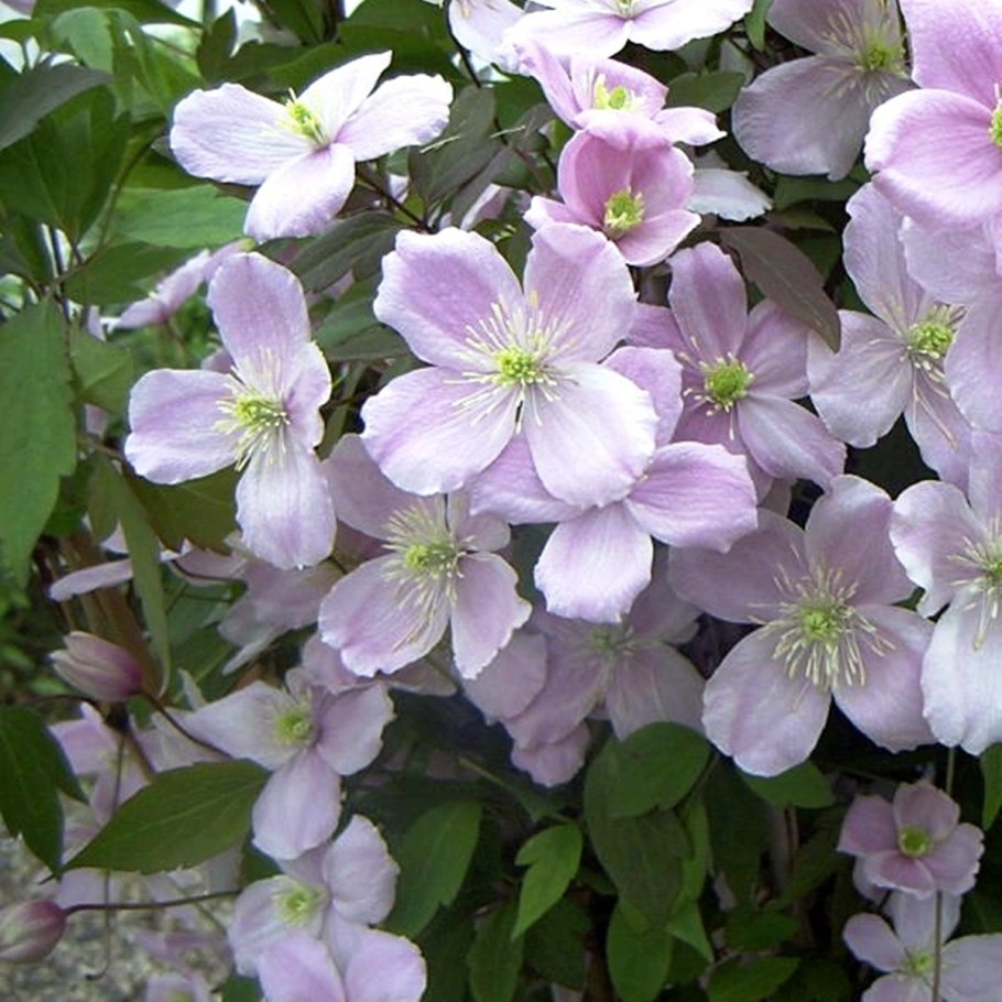 Клематис Рубенс горный