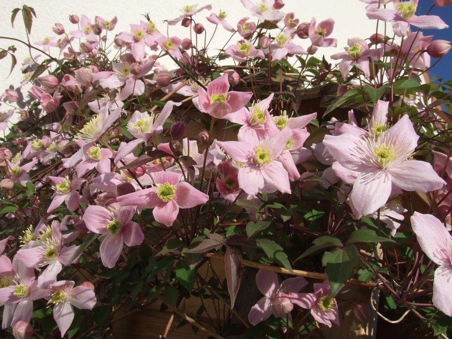 Клематис грандифлора