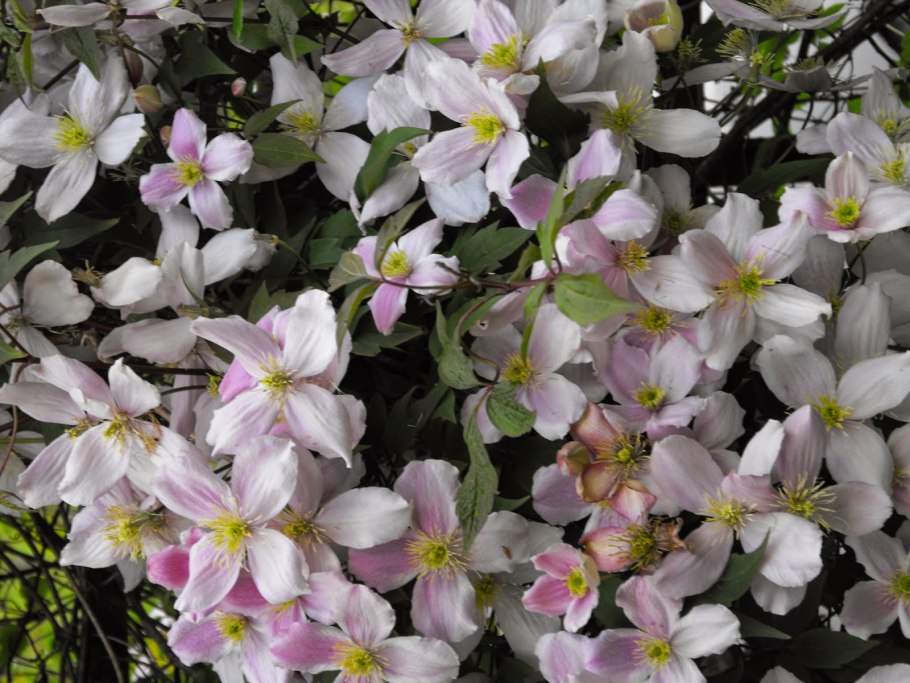 Клематис который цветет ночью