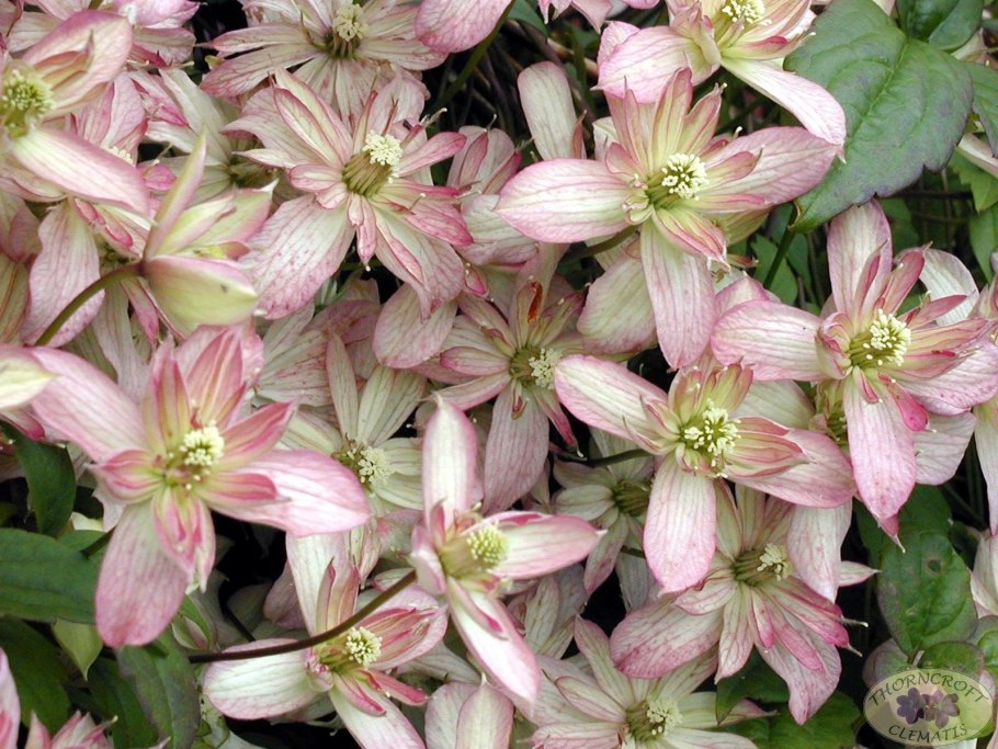 Клематис грандифлора