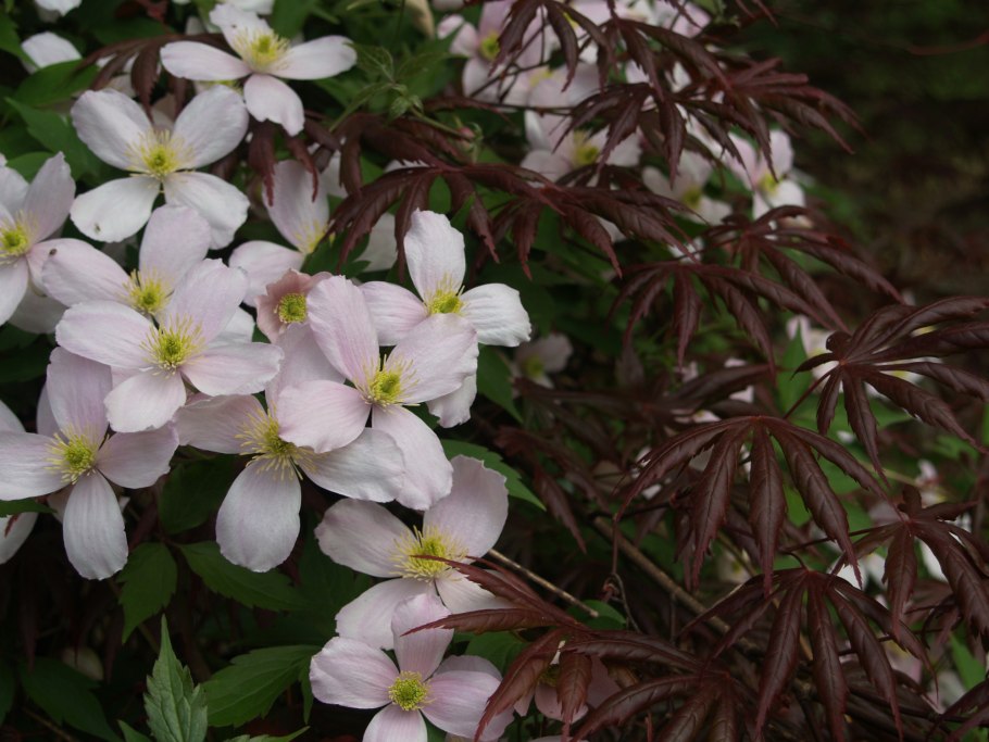 Клематис Рубенс горный