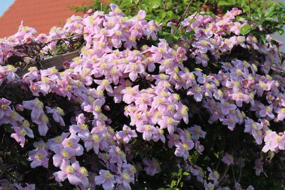 Клематис горный Монтана