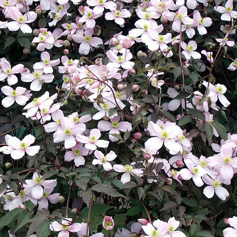 Клематис горный Элизабет