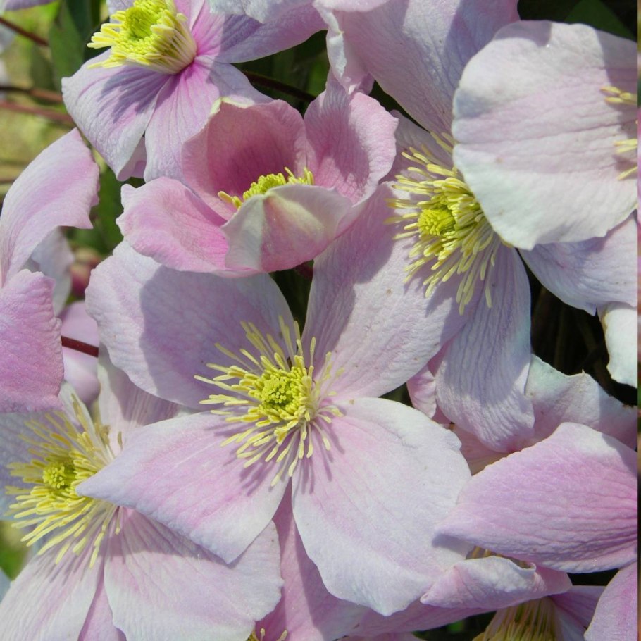 Клематис горный Монтана