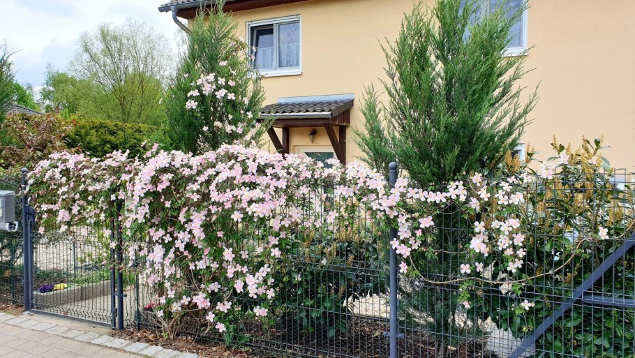 Клематис Tetrarose