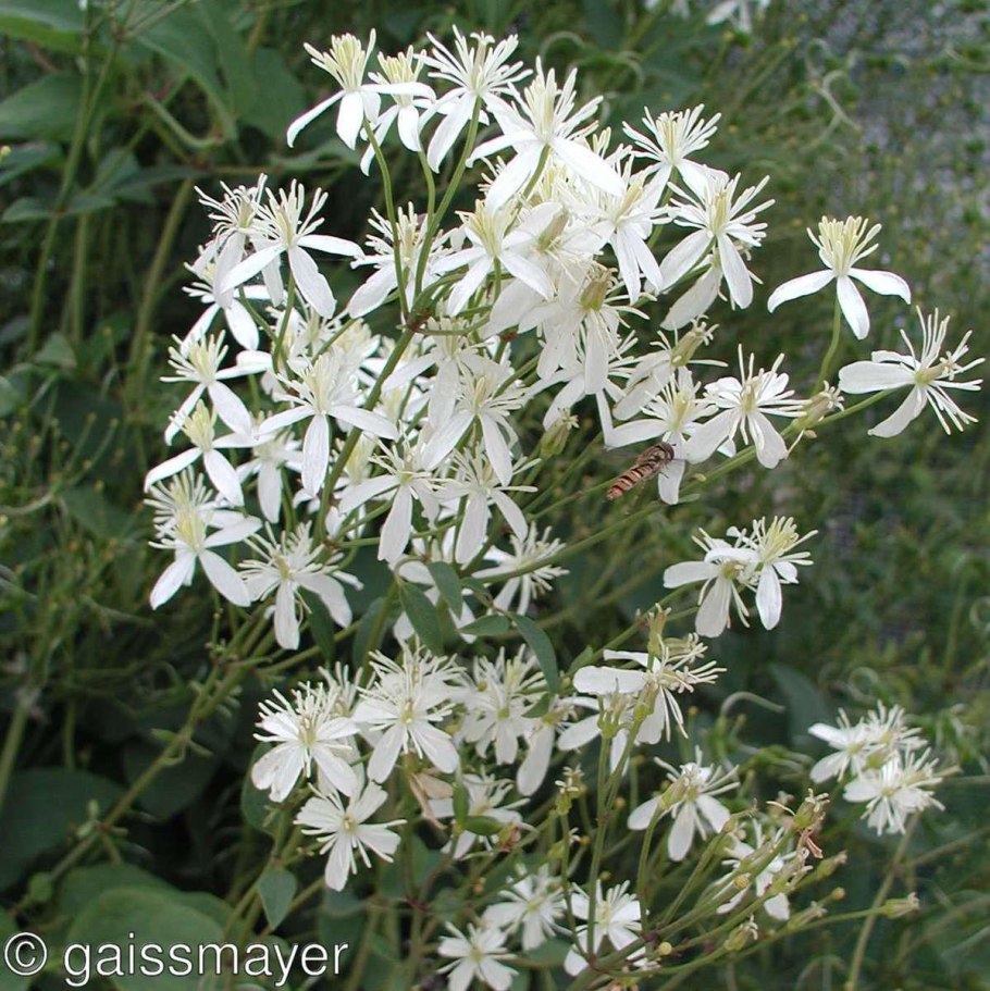 Клематис горный (Clematis Montana Rubens) c2