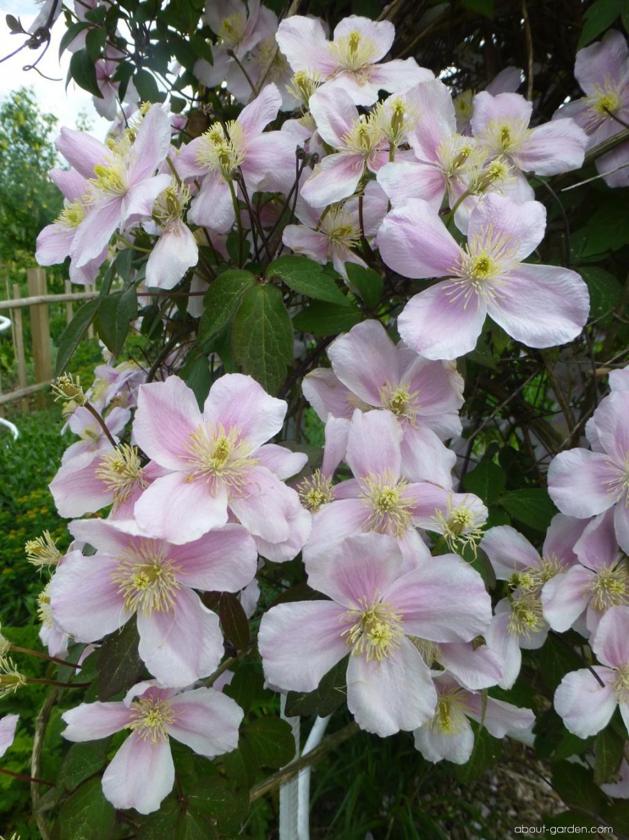 Клематис Монтана грандифлора