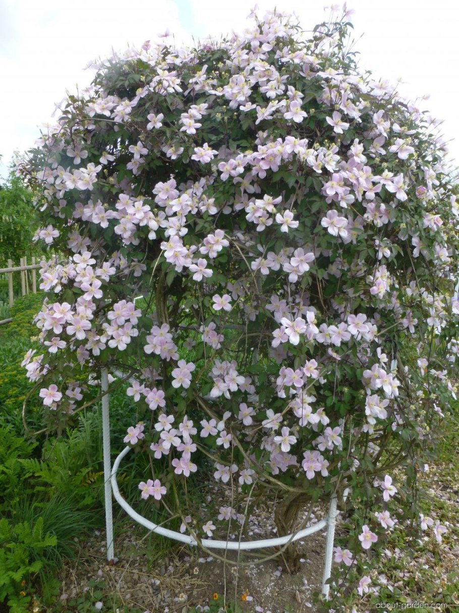 Клематис горный Марджори