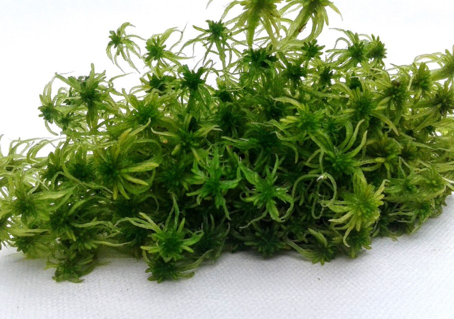 Сфагнум магелланский