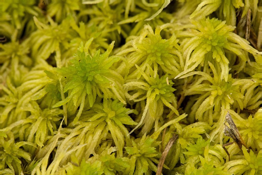 Sphagnum lindbergii