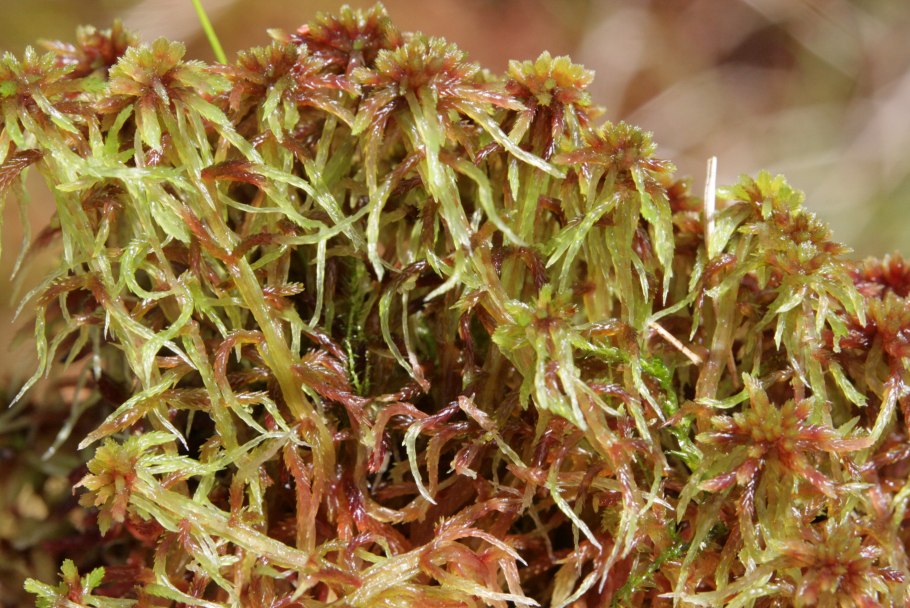 Sphagnum fimbriatum