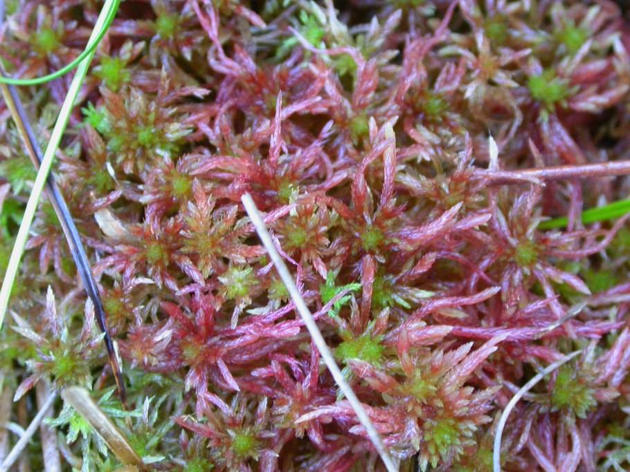 Сфагнум мелкозубчатый