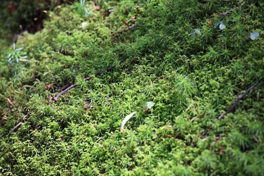 Сфагнум остролистный