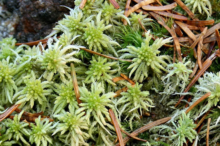 Мох сфагнум бурый