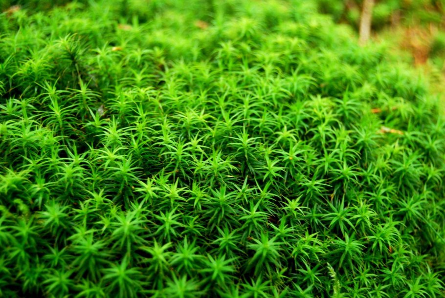 Болотный мох сфагнум