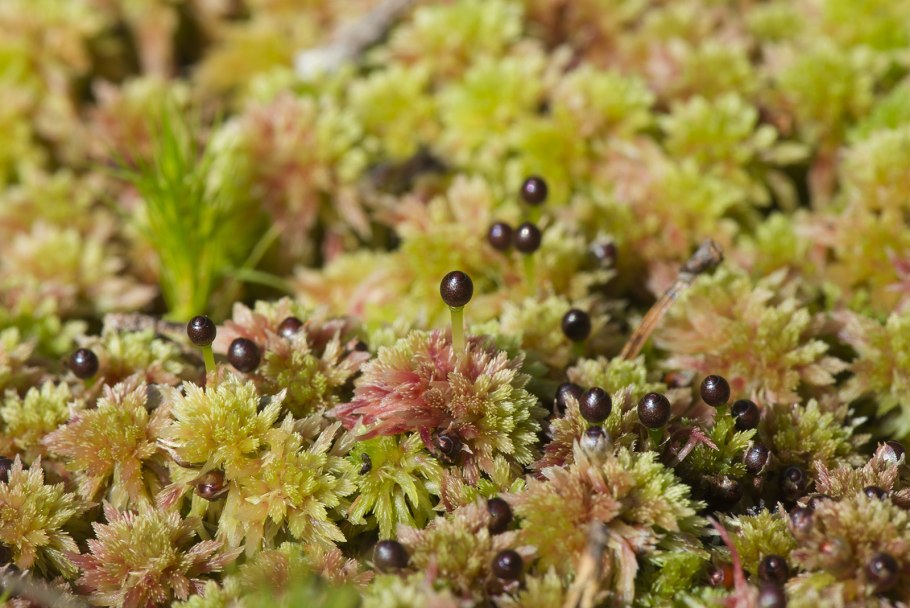 Сфагнум Балтийский