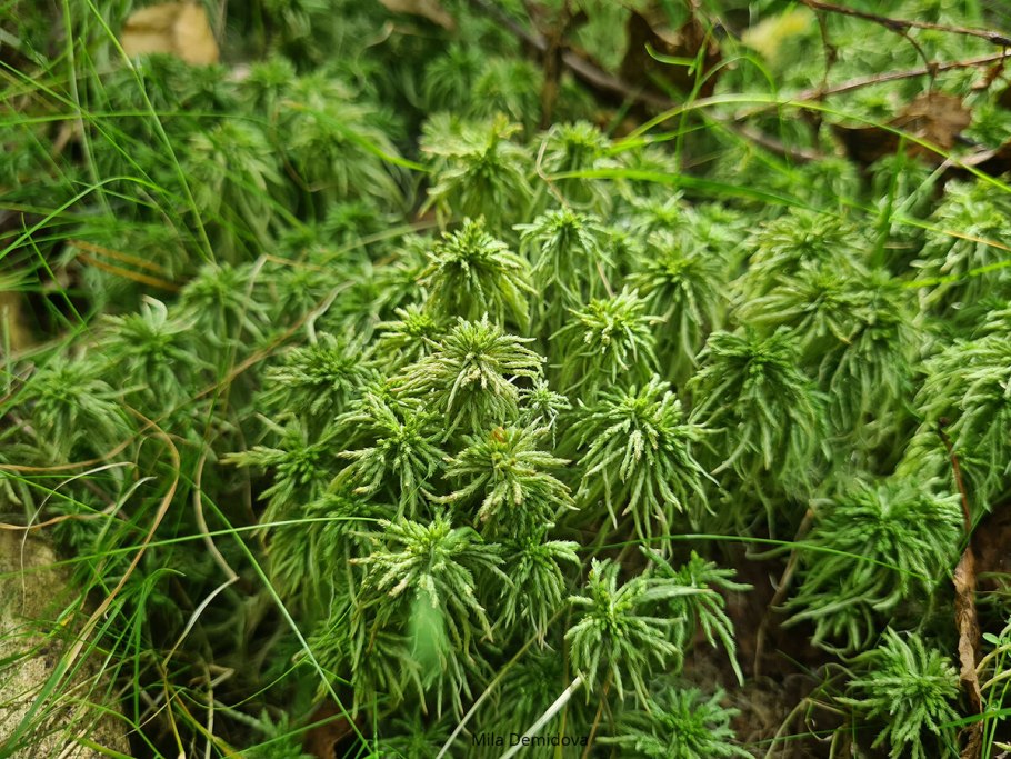 Сфагнум централе