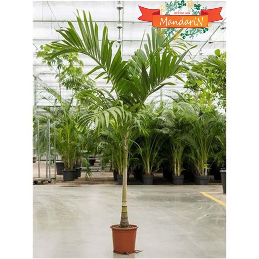 Adonidia merrillii 160/24 - Адонидия