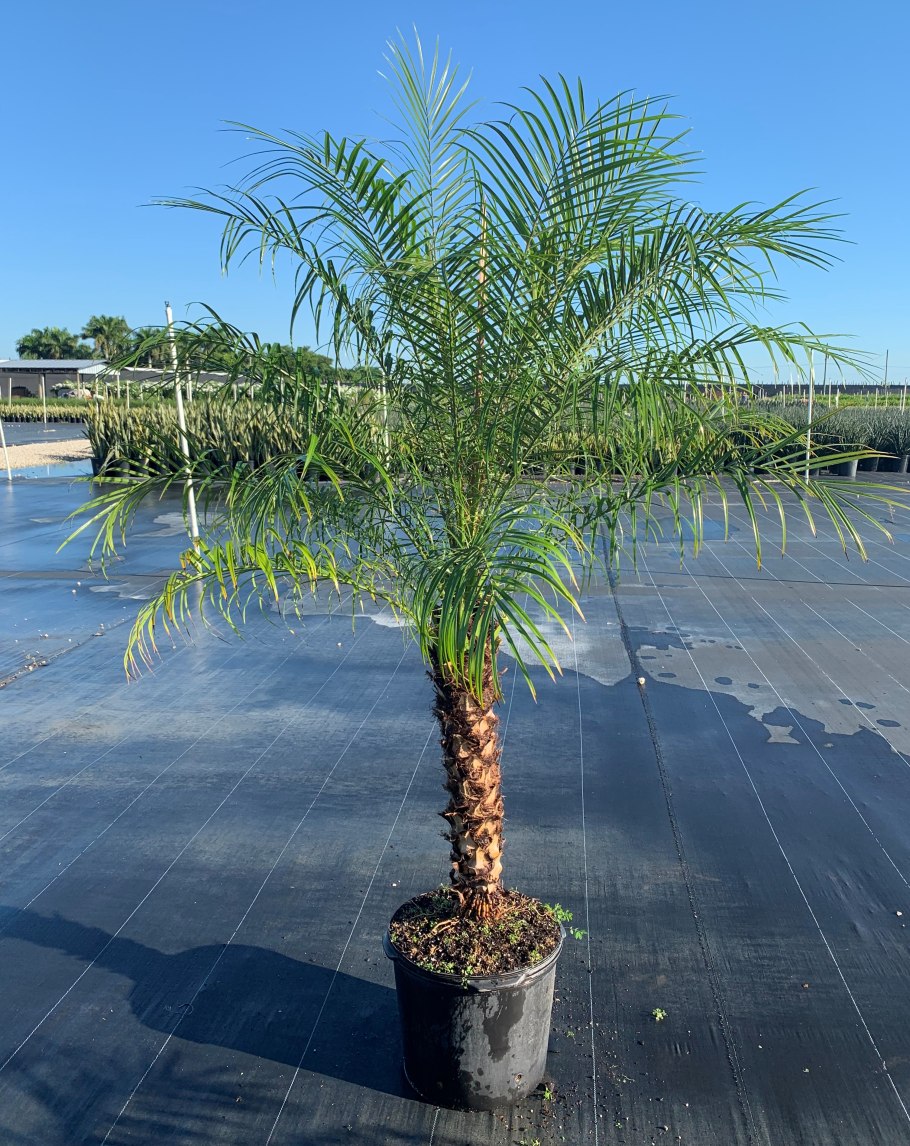 Пальма во дворе